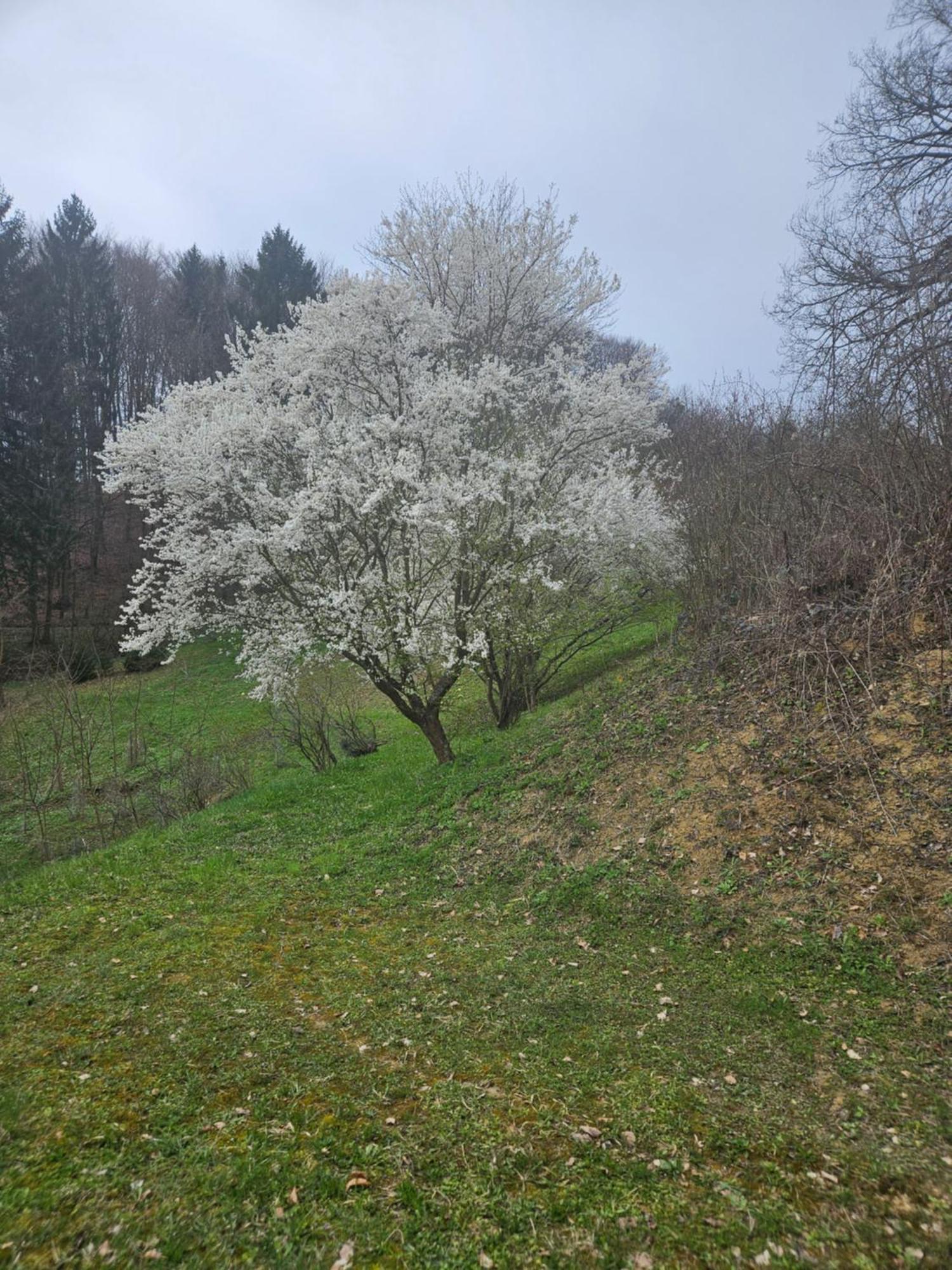 House Tereza Near Olimje, Podcetrtek Pristava pri Mestinju